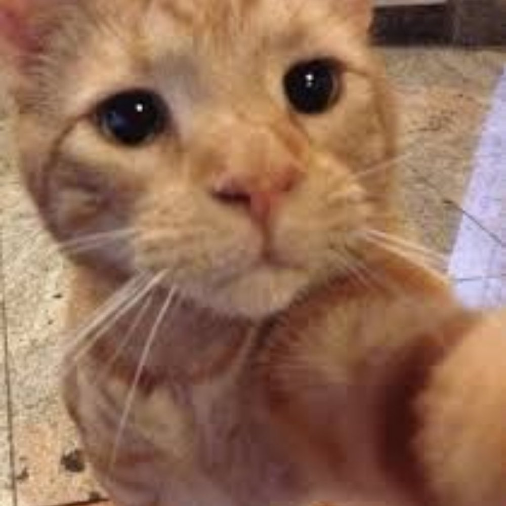 Meet your Posher, Esp